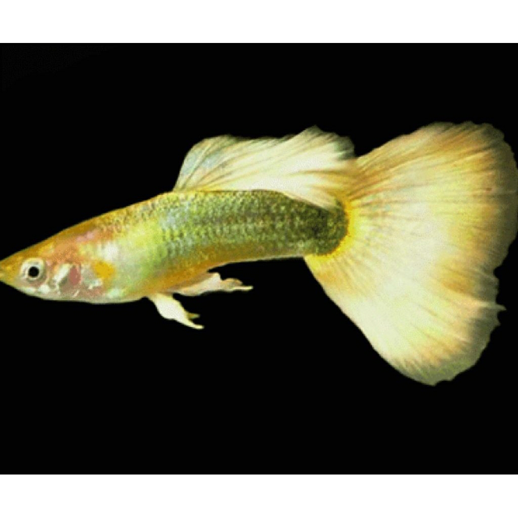 Guppy Full gold sepasang