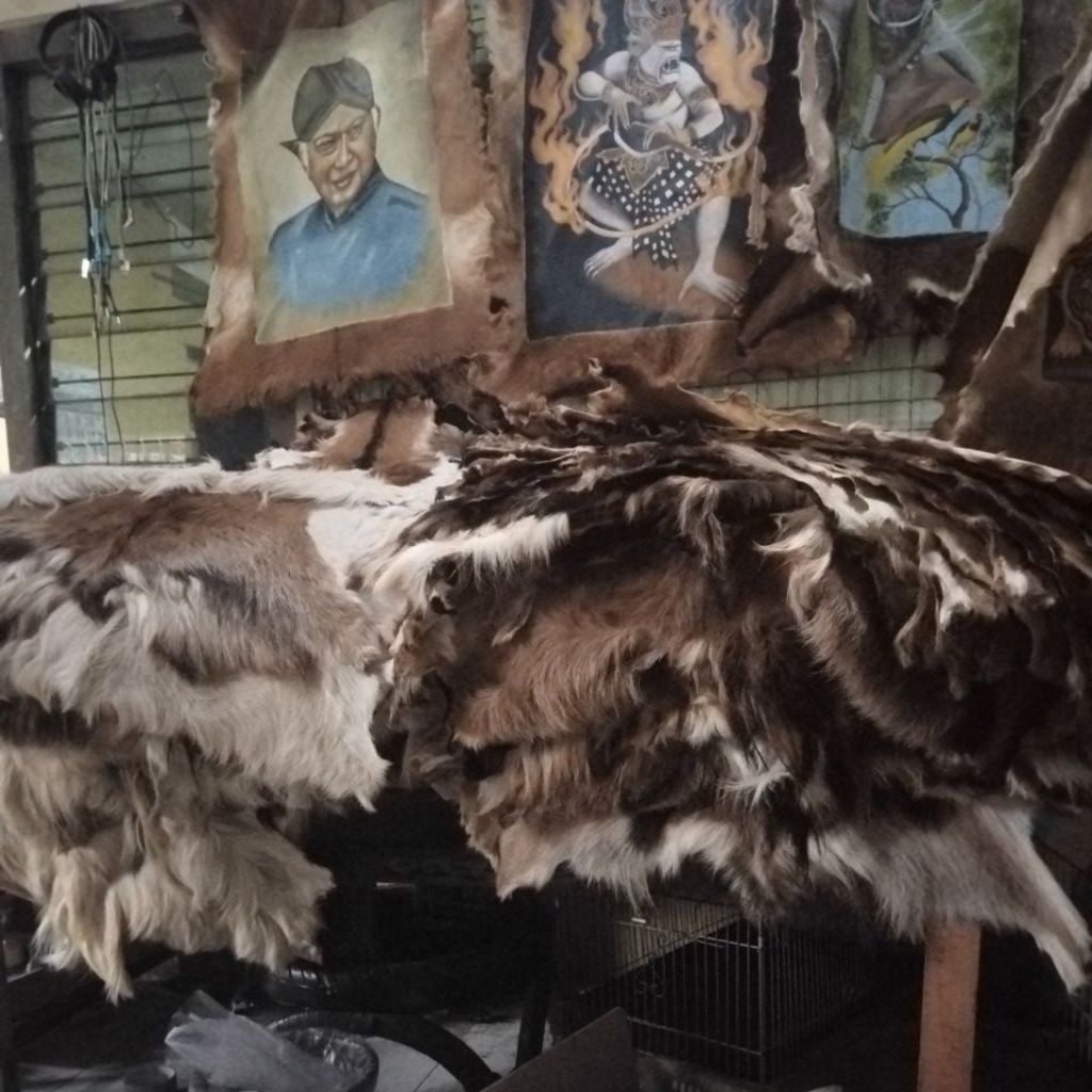 kulit bulu kambing samak sudah lentur