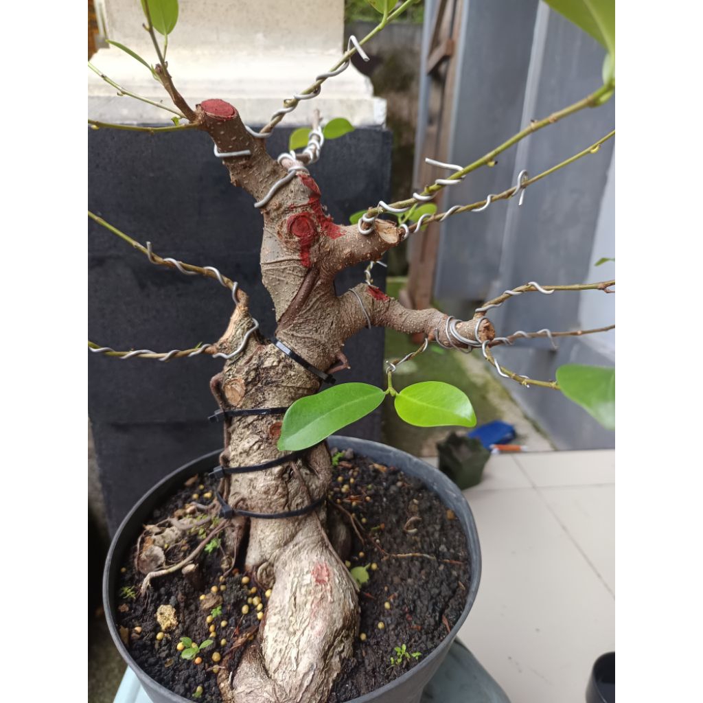 BONSAI BERINGIN IPRIK HITAM
