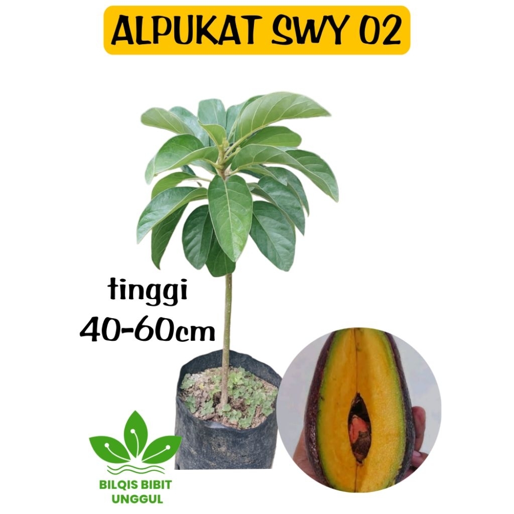 BIBIT ALPUKAT SWY 02 VARIEGATA