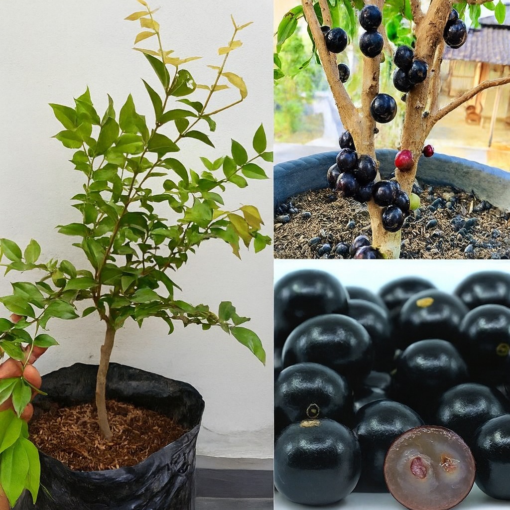 Bibit Anggur Pohon/Brazil Okulasi Super Sudah Rimbun Cepat Berbuah Promo Bibit Buah Tumbuhan Tanaman