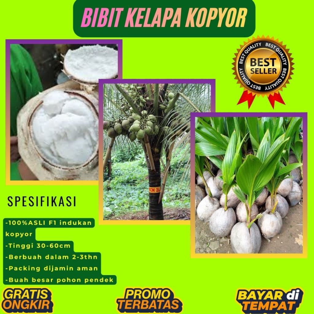 PROMO  Bibit Kelapa Kopyor, Bibit Kelapa Kopyor Asli, Bibit Kelapa Kopyor Bersertifikat