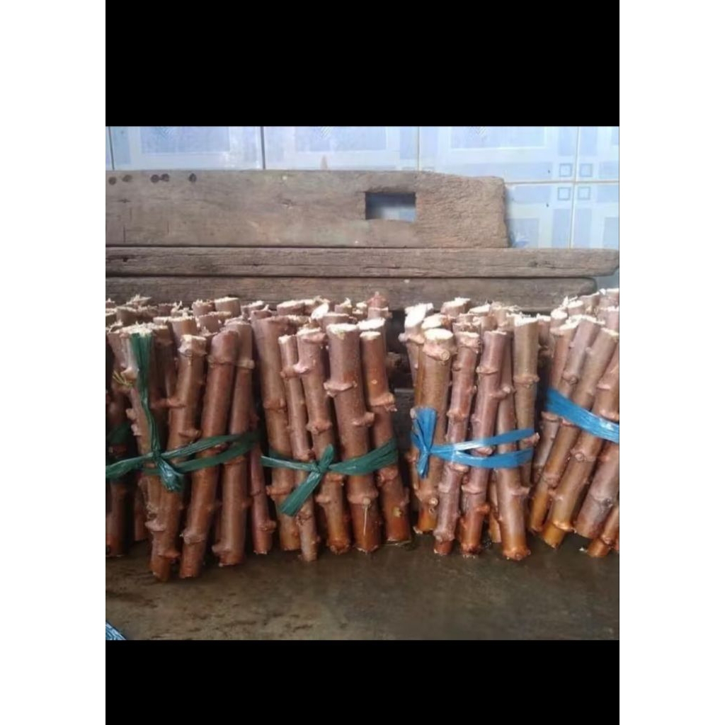 BIBIT POHON SINGKONG KEJU MENTEGA..BIBIT PHON SINGKONG MENTEGA