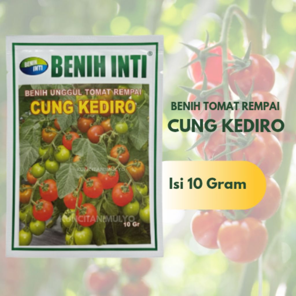 Tomat Rempai Cung Kediro Dari Benih Inti (10 gram)