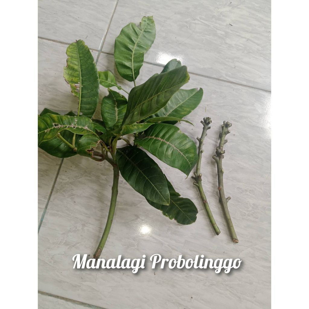 (valid) entres mangga manalagi Probolinggo