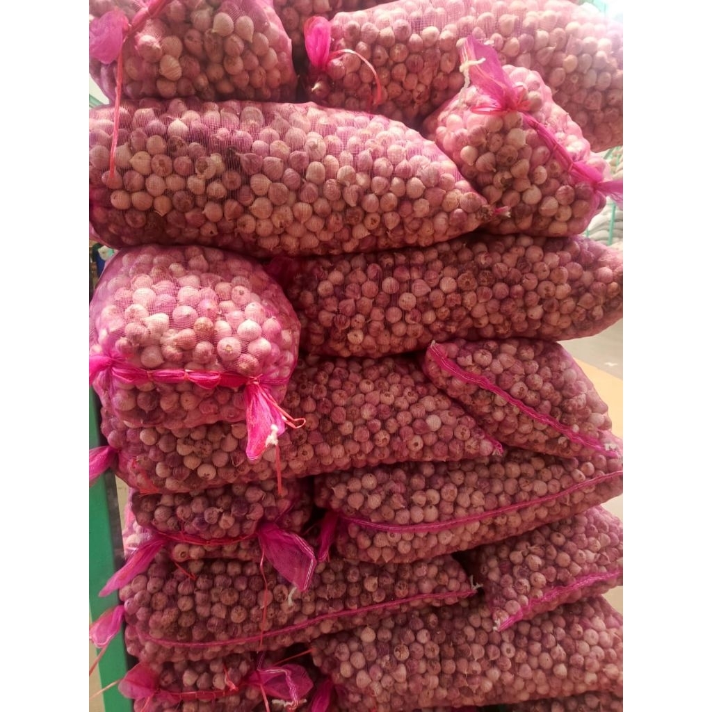 Bawang putih tunggal super jumbo 500gram