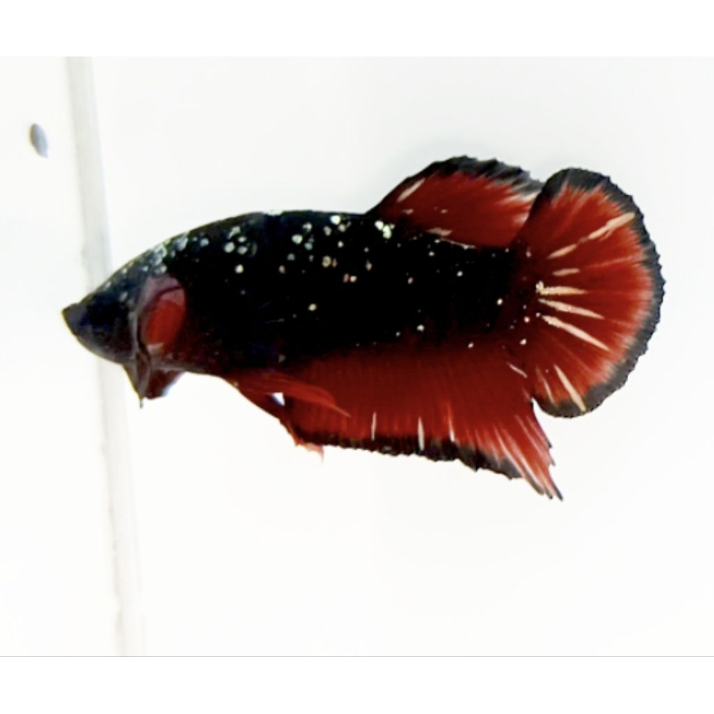 PLAKAT AVATAR VAMPIRE GOLD GALAXY