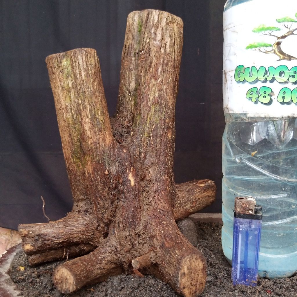 Bahan Bonsai Gulgum atau Gulo Gumantung Dongkelan Bogel Formal Batang Twin Small Size Real Pict