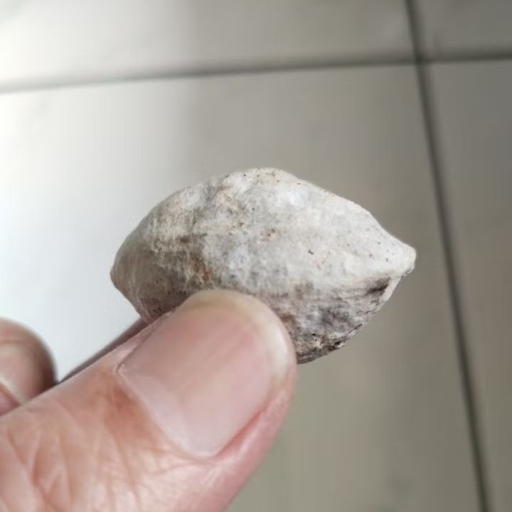 Kemiri adu Muncang adu Jawa Si Ahox Ori Tua Jatuhan