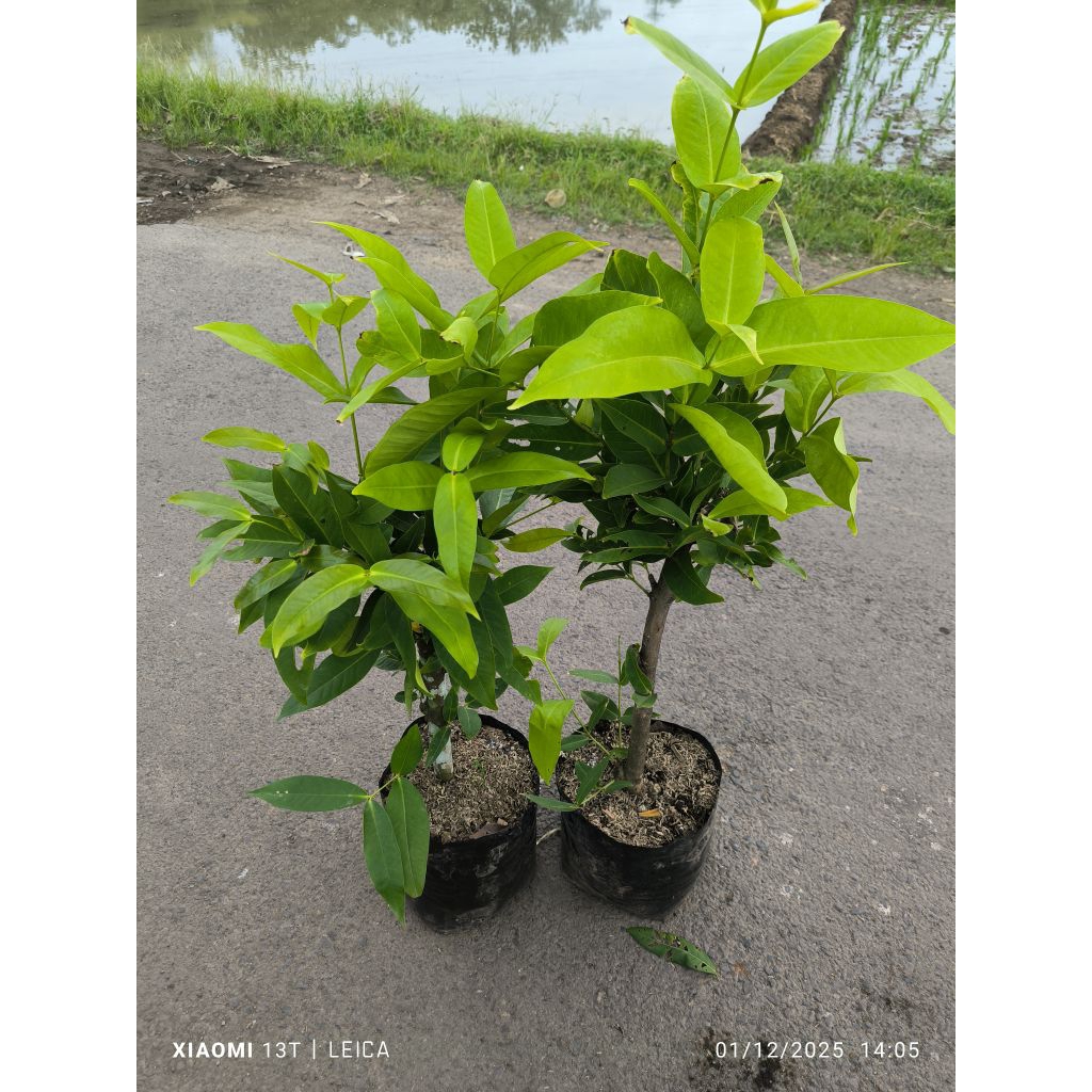 bibit jambu madu deli batang bogel (cangkok)