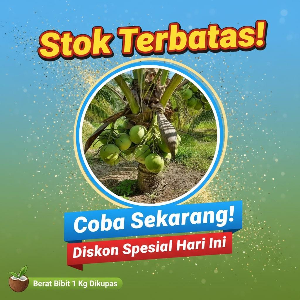 LANGSUNG DARI INDUKAN  Bibit Kelapa Kopyor Asli Kebumen Asli