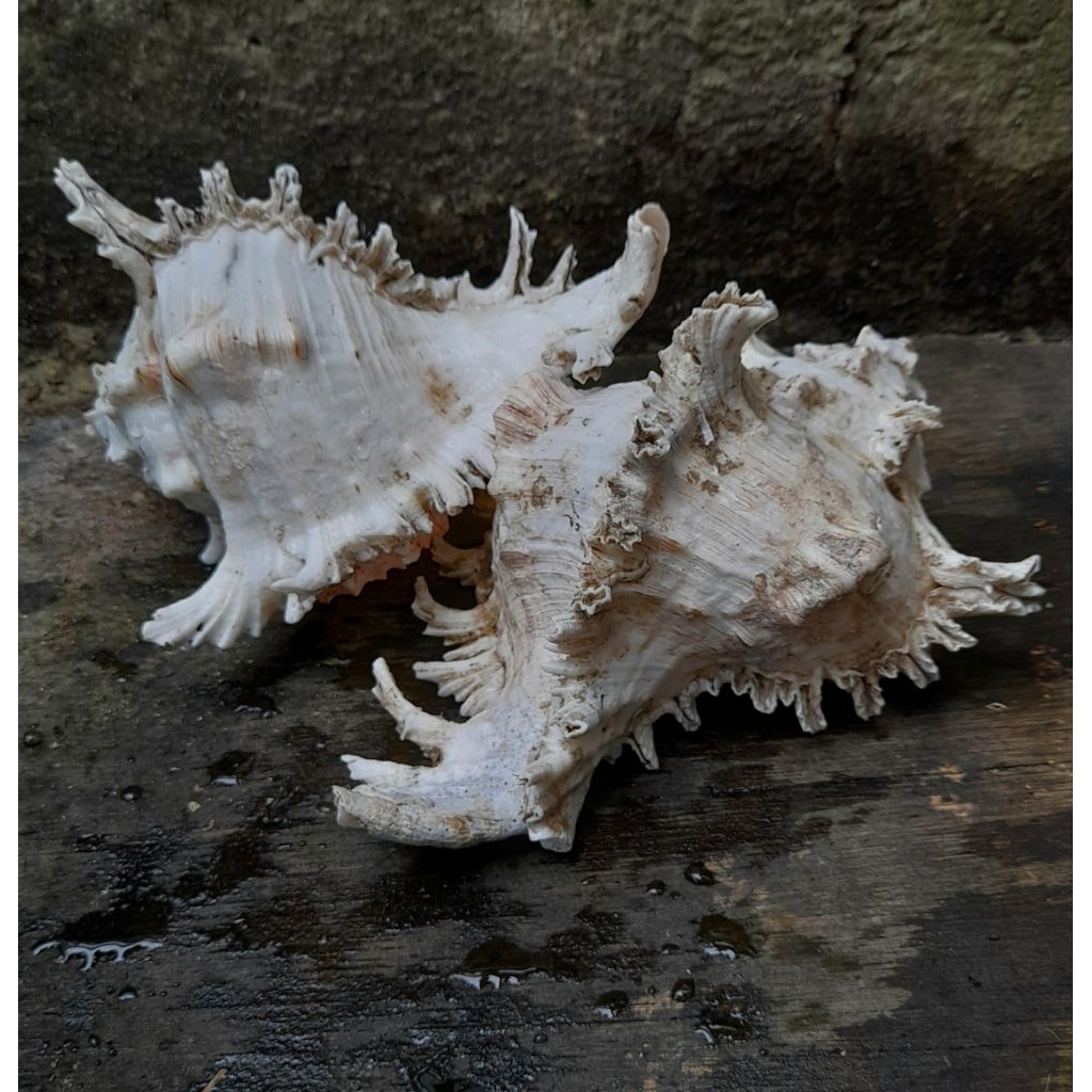Cangkang Kerang Murex Ramosus Jumbo