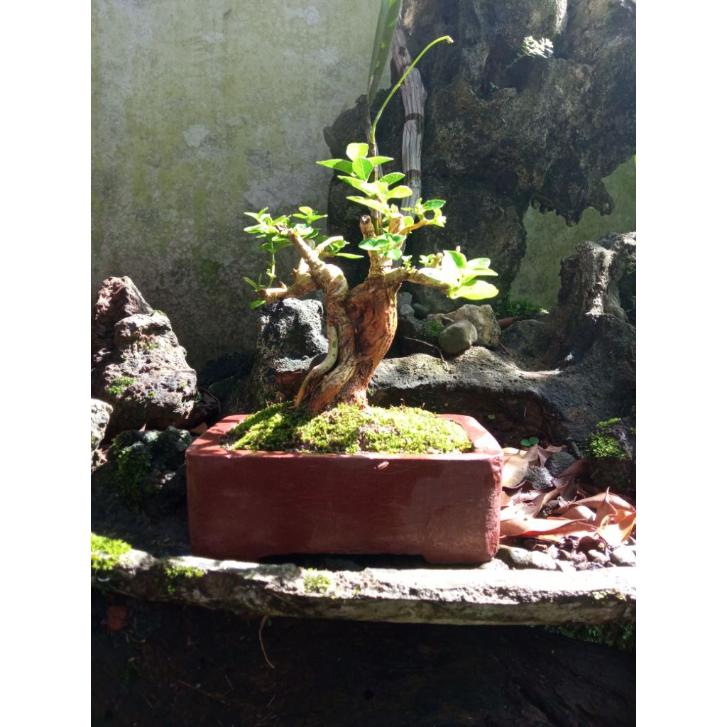 BONSAI SANCANG MAME | real pict