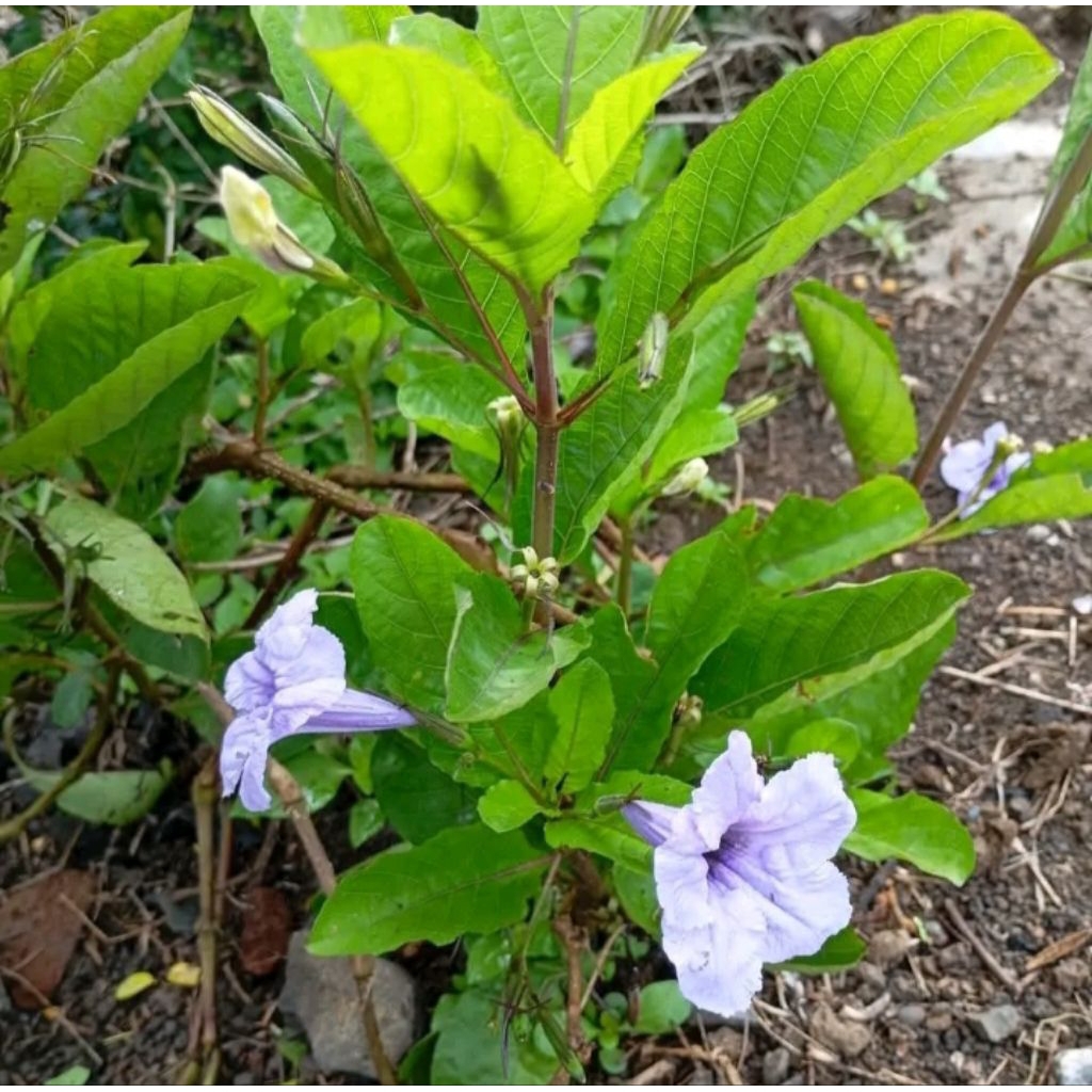 daun kencana ungu/bibit siap tanam