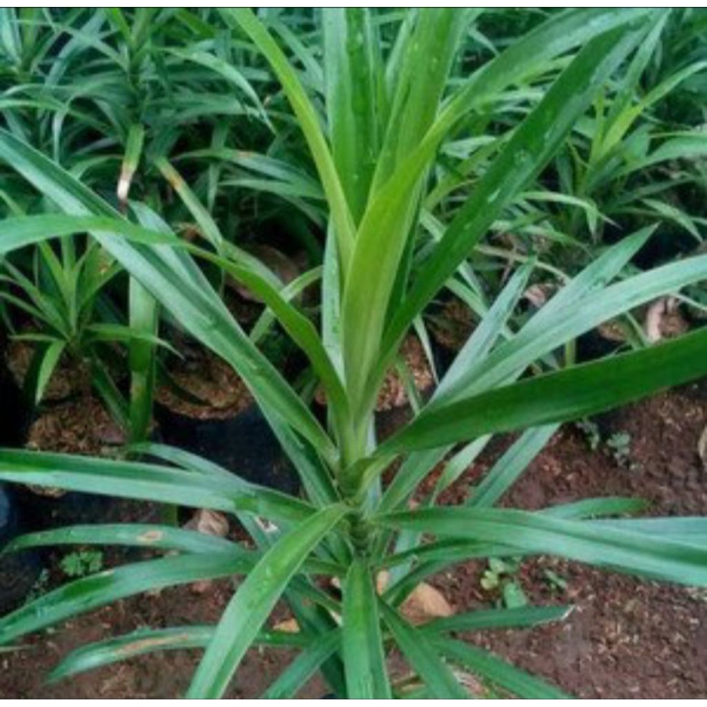 bibit daun Suji/pandan suji