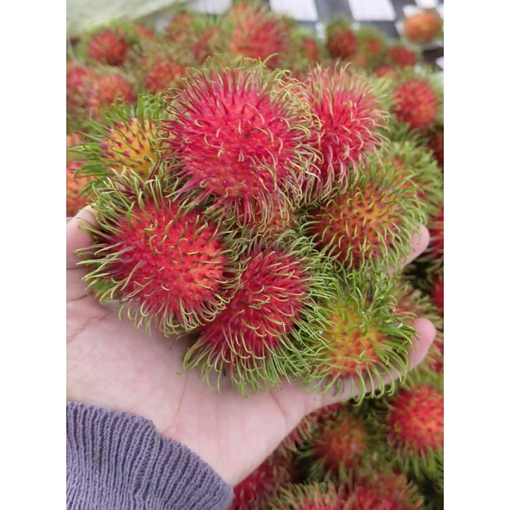 Rambutan Binjai 1kg Manis