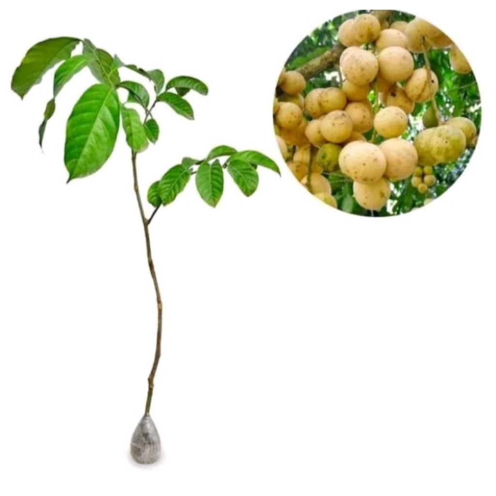 bibit duku manis palembang