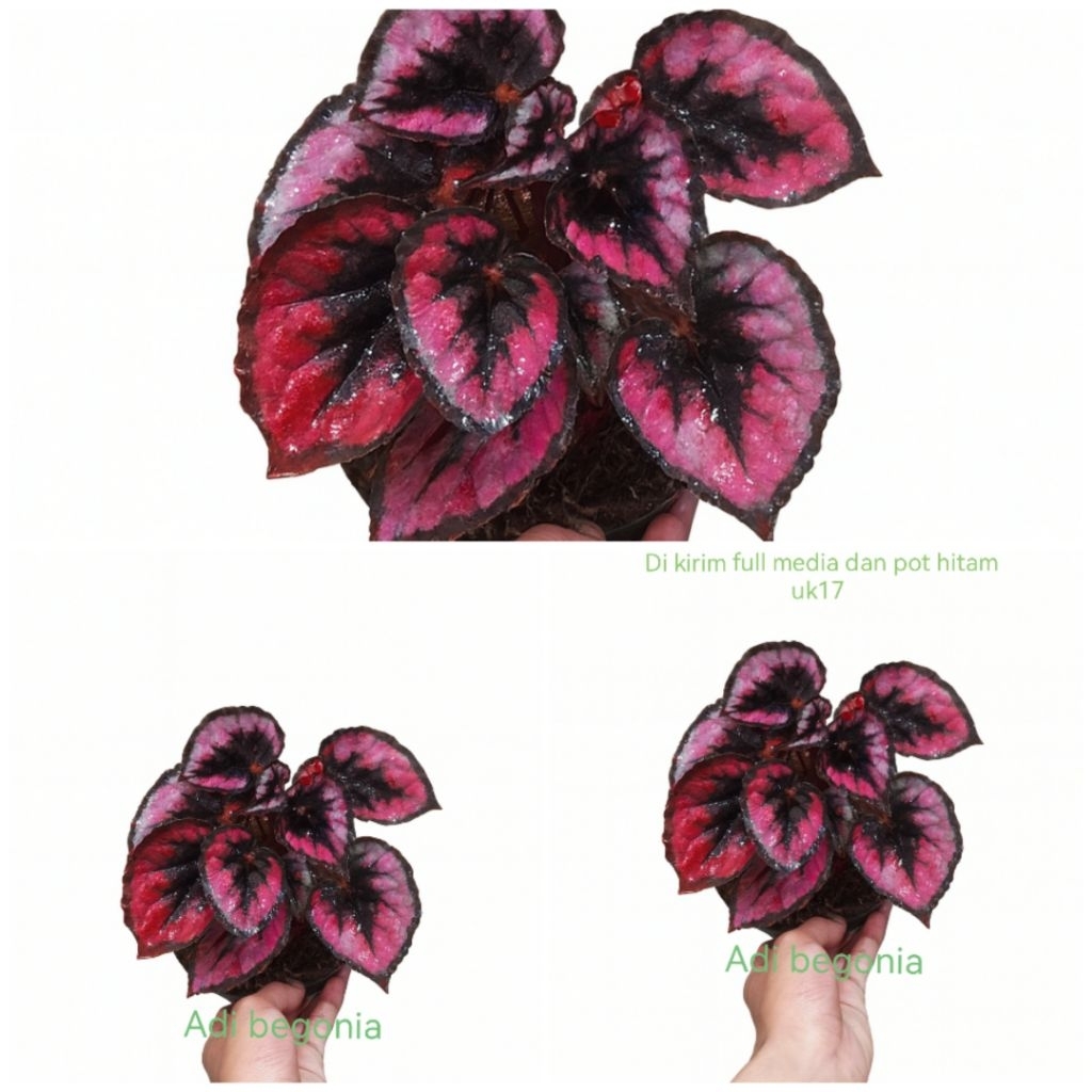 paket hemat beli 2 gratis 1 tanaman hias begonia red chilli pita usia remaja
