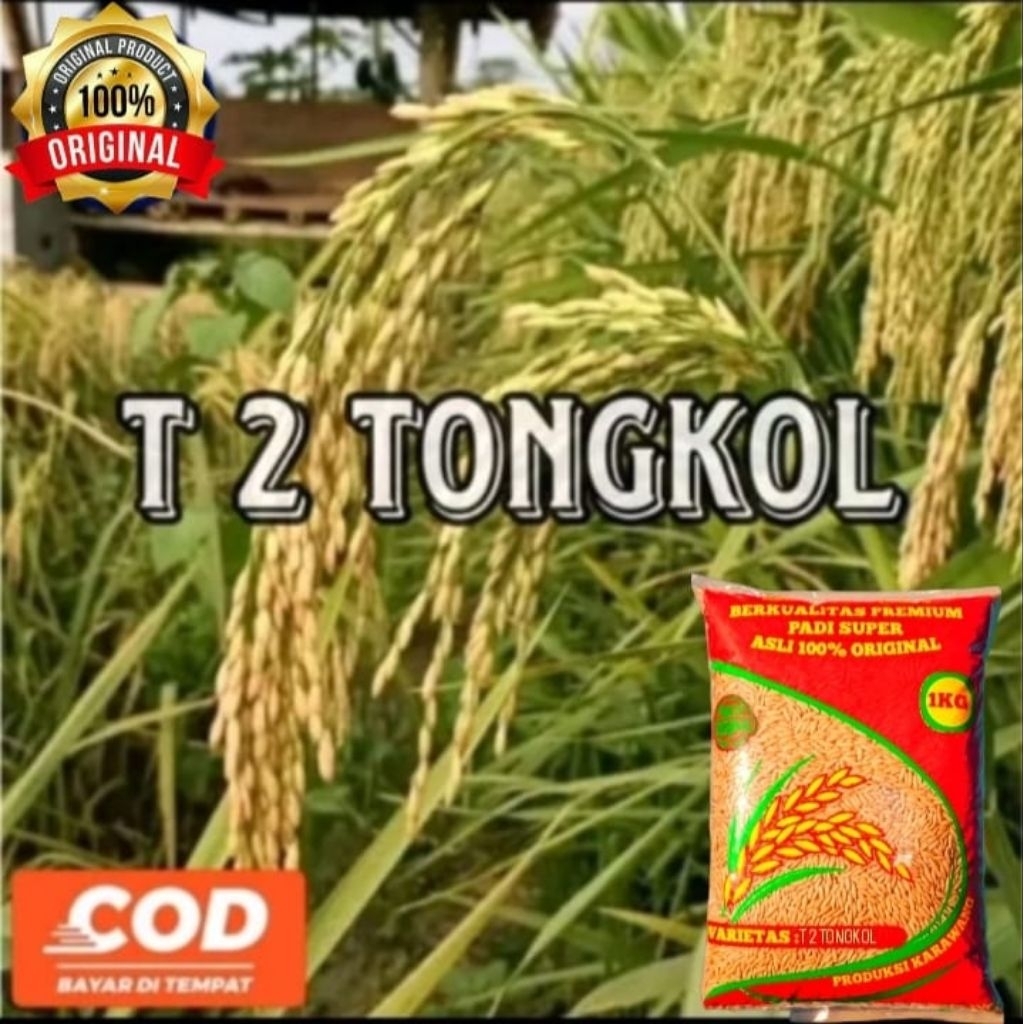 BENIH BIBIT PADI T2 TONGKOL BERKUALITAS KEMASAN 1KG