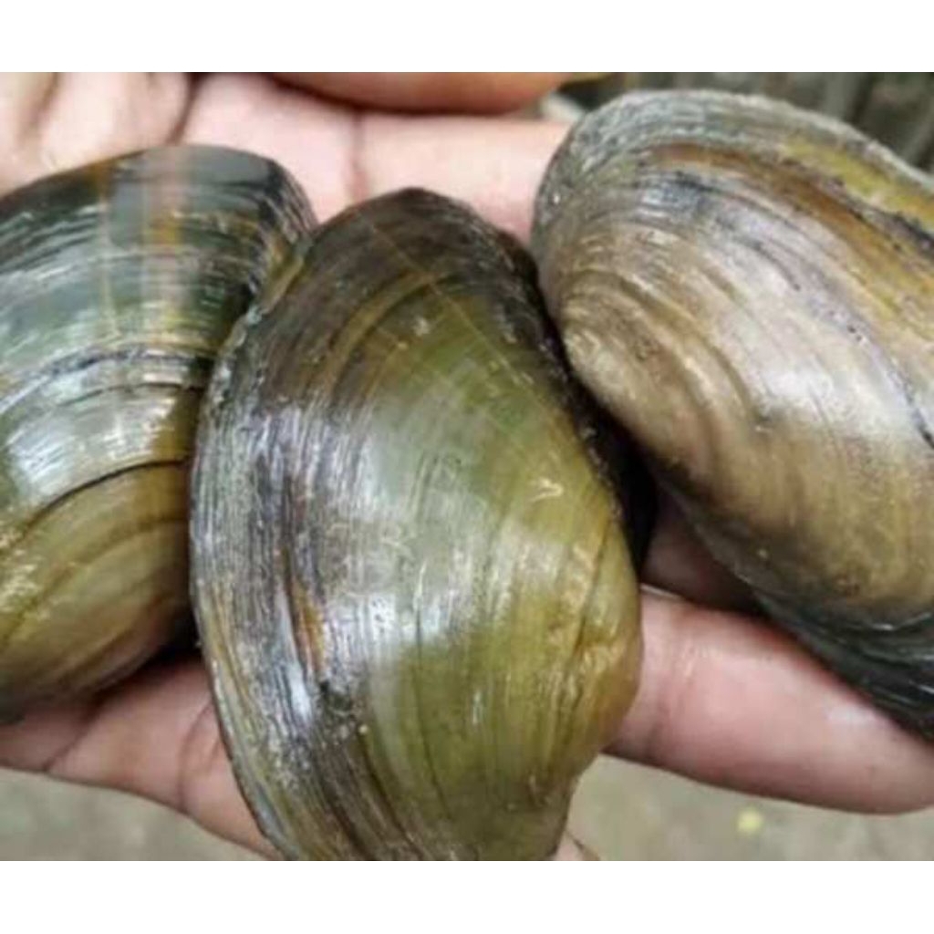 kijing kerang air tawar hidup/Kerang air tawar Toe hidup perbiji