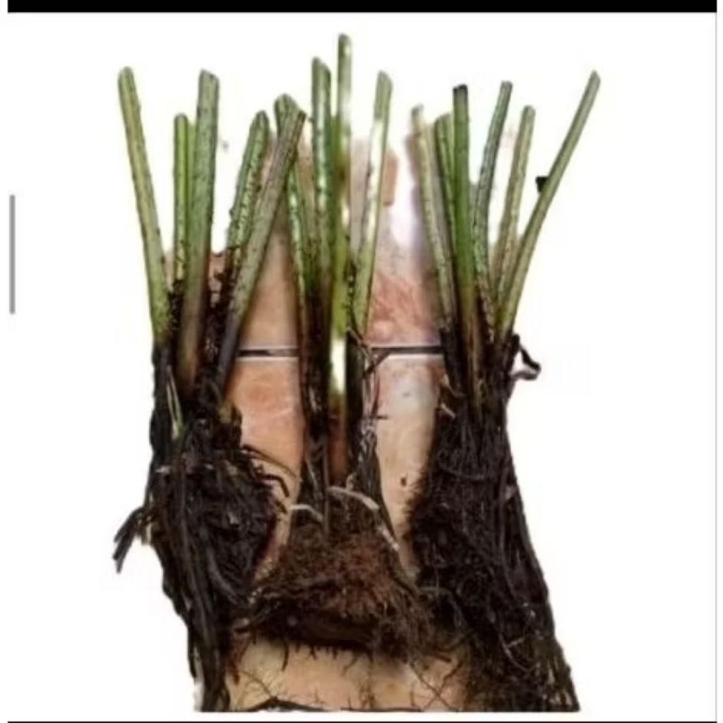 Bibit tanaman pakis sayur siap tanam cocok jadi tanaman hiasan taman ukuran Bibit random sesuai stok