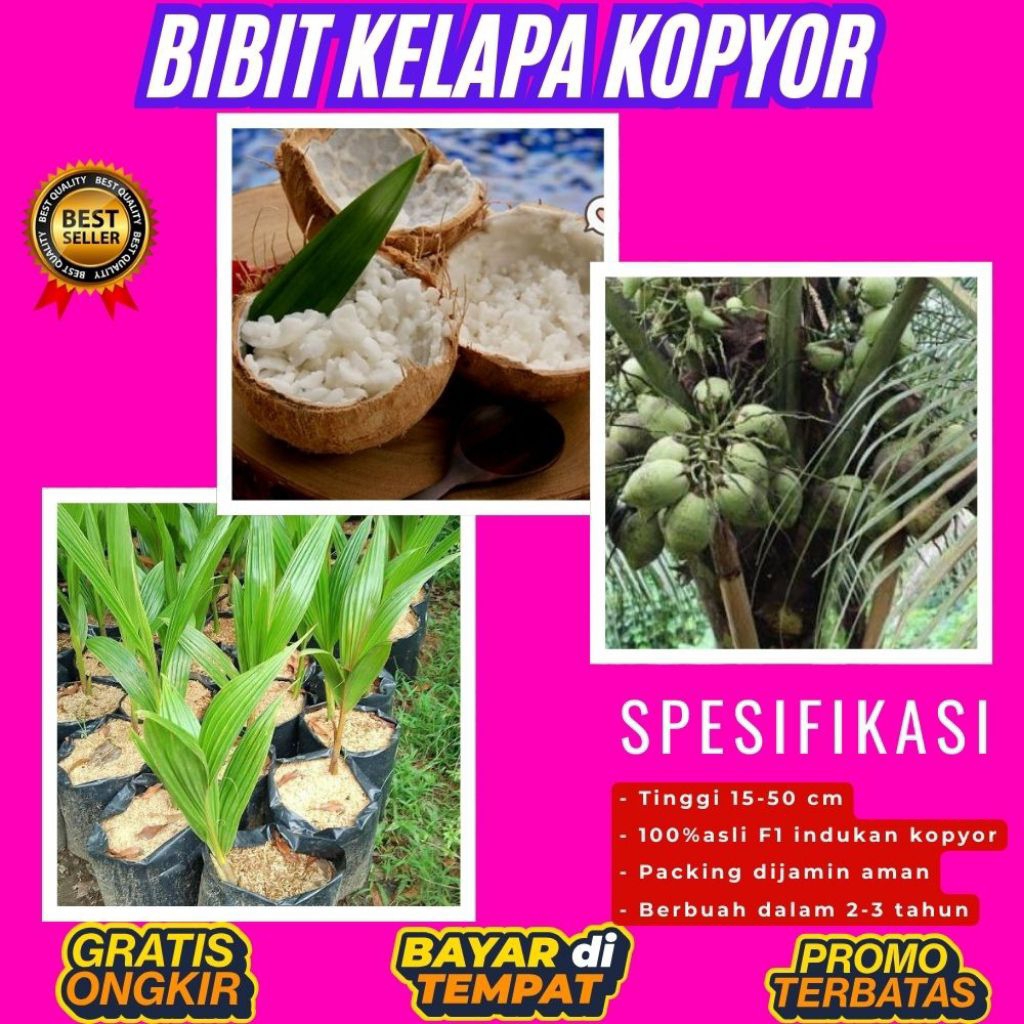KUALITAS UNGGULAN  Bibit Kelapa Kopyor Madu, Bibit Kelapa Kopyor Super, Bibit Kelapa Kopyor Terdekat