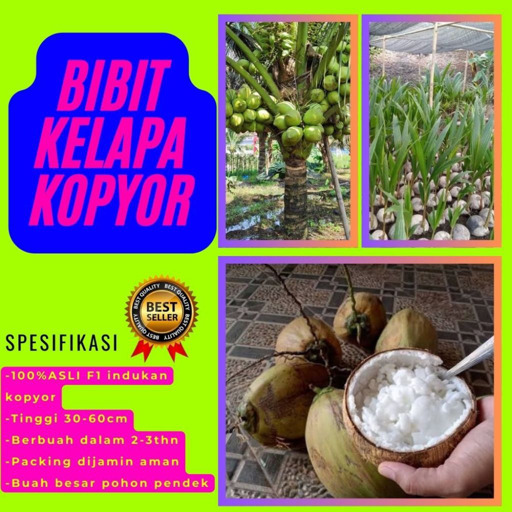 100 % ASLI  Pohon Kelapa Kopyor, Pohon Kelapa Kopyor Asli, Pohon Kelapa Kopyor Bersertifikat