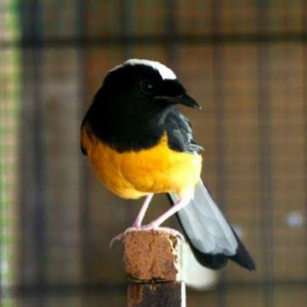 Burung Murai Avatar Jantan Bahan rawatan Pilihan