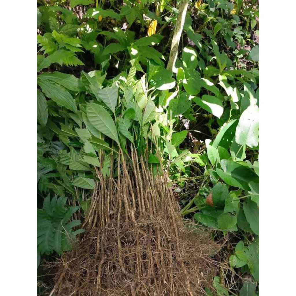 Bibit Kopi Cabutan unggul