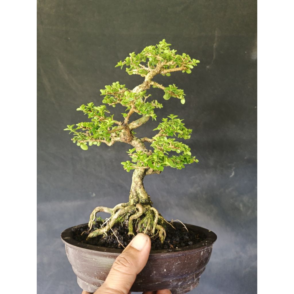 bonsai sancang size small sudah rimbun pot semen