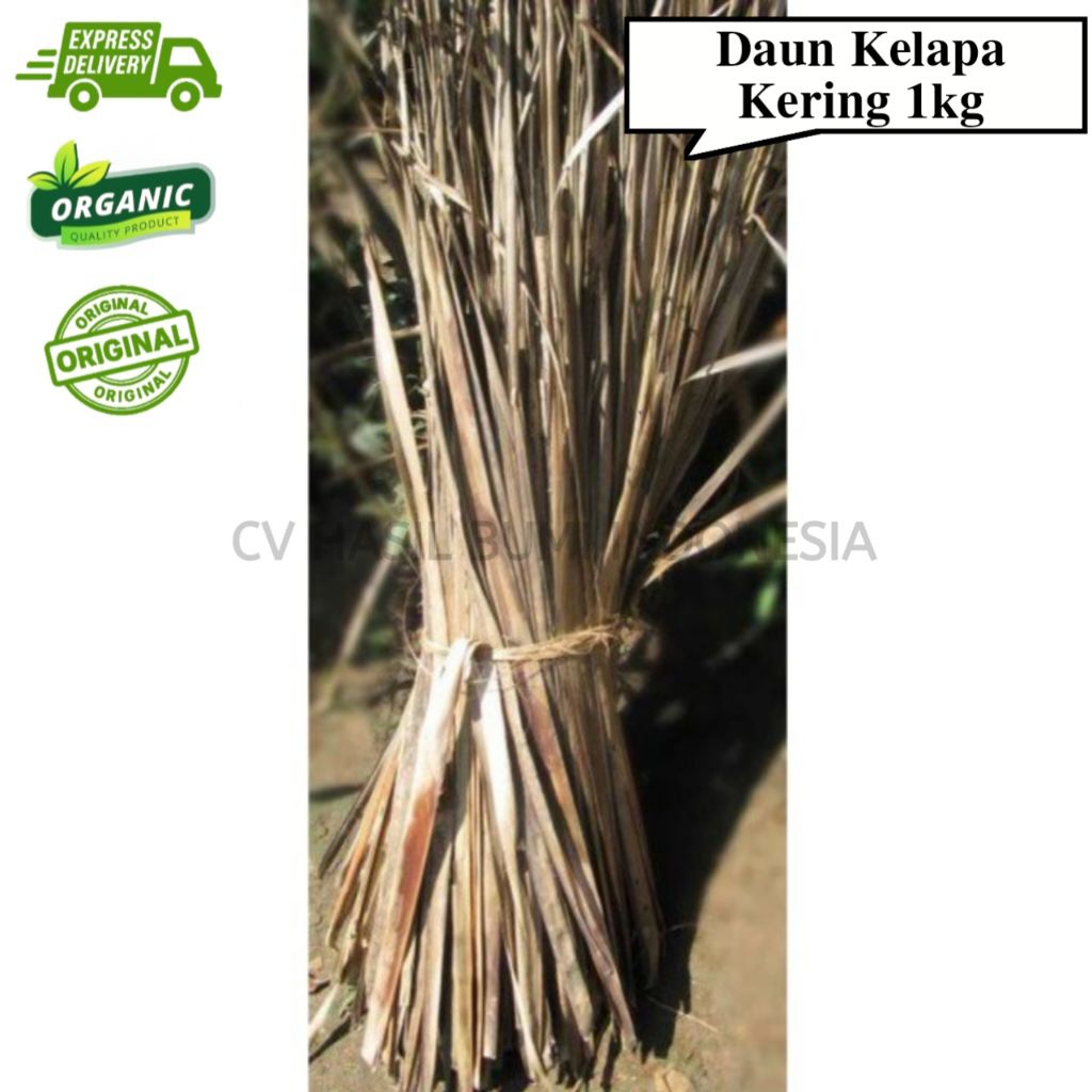 Daun Kelapa Kering 1kg Blarak Kelapa