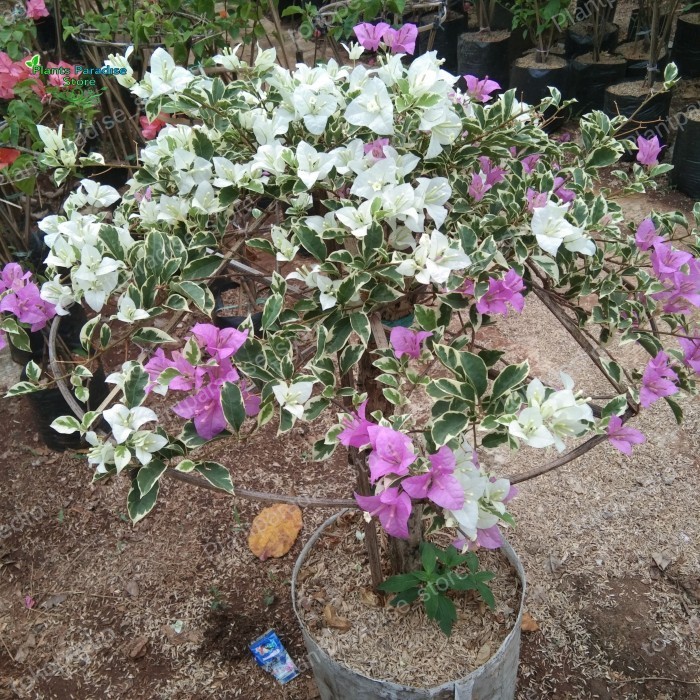 Bibit Bunga Bugenvil 2 Warna Putih Ungu Daun Varigata / Bougenville Ungu Putih Varigata Rimbun