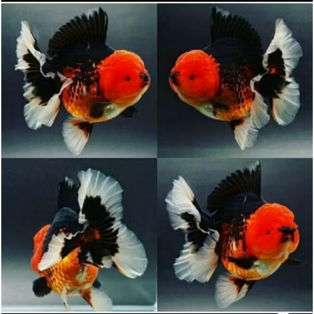 Hiasan akuarium grat A koki oranda panda 3 warna size telor ayam 10-12cm