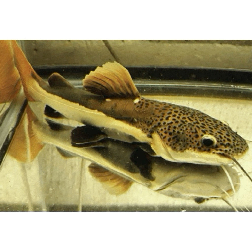 RTC tankmate fish  / RED TAIL CAT FISH 16-20cm