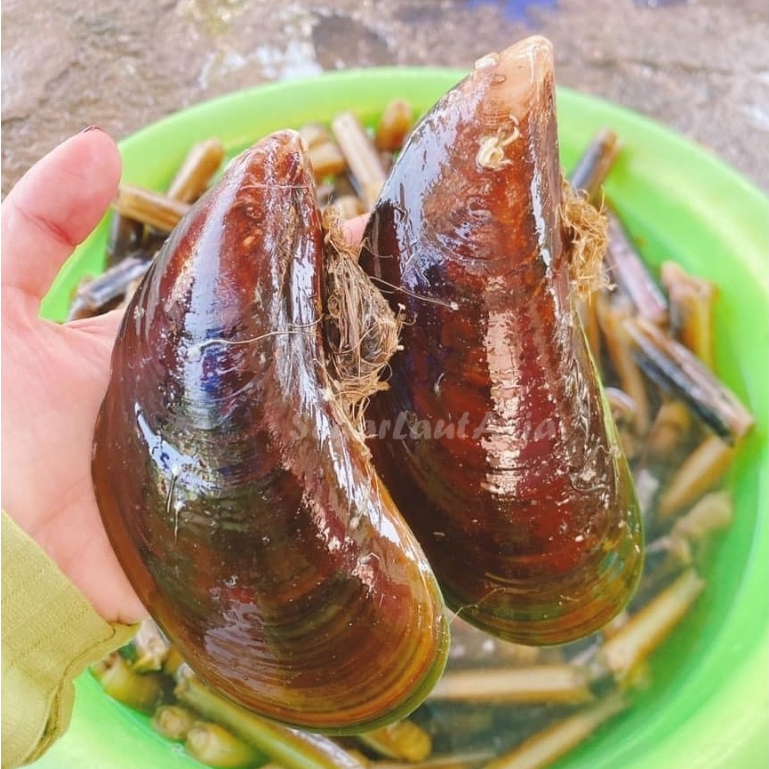 Kerang Hijau Segar Kerang Hijau 1Kg Kerang Ijo Segar Kerang Ijo 1Kg