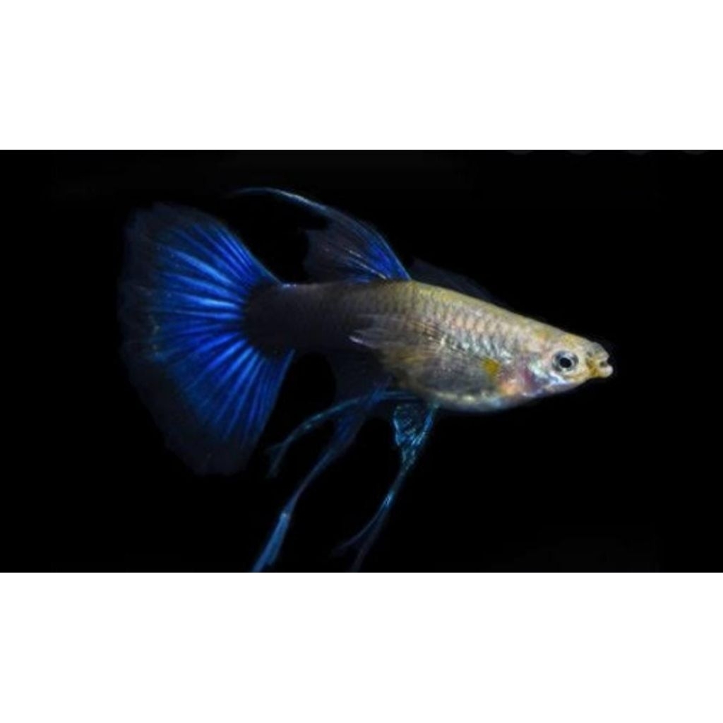 Hiasan Akuarium Hb Dark Blue Ribbon FinC Satu Pasang Indukan |Ikan Hias Bozz Louhan Pekanbaru|