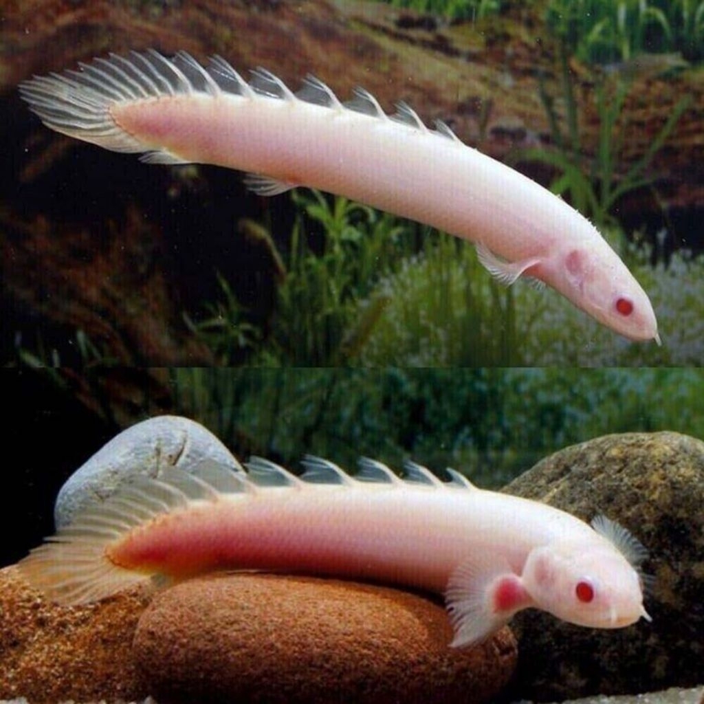 Polypterus Senegalus Albino - Ikan Hias Naga Palmas