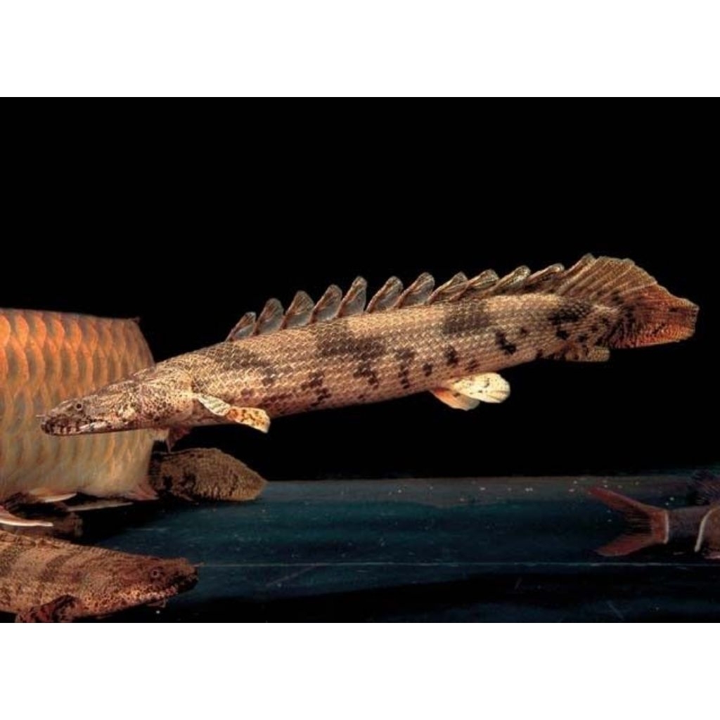 Polypterus Endlicheri - Ikan Hias Naga Palmas