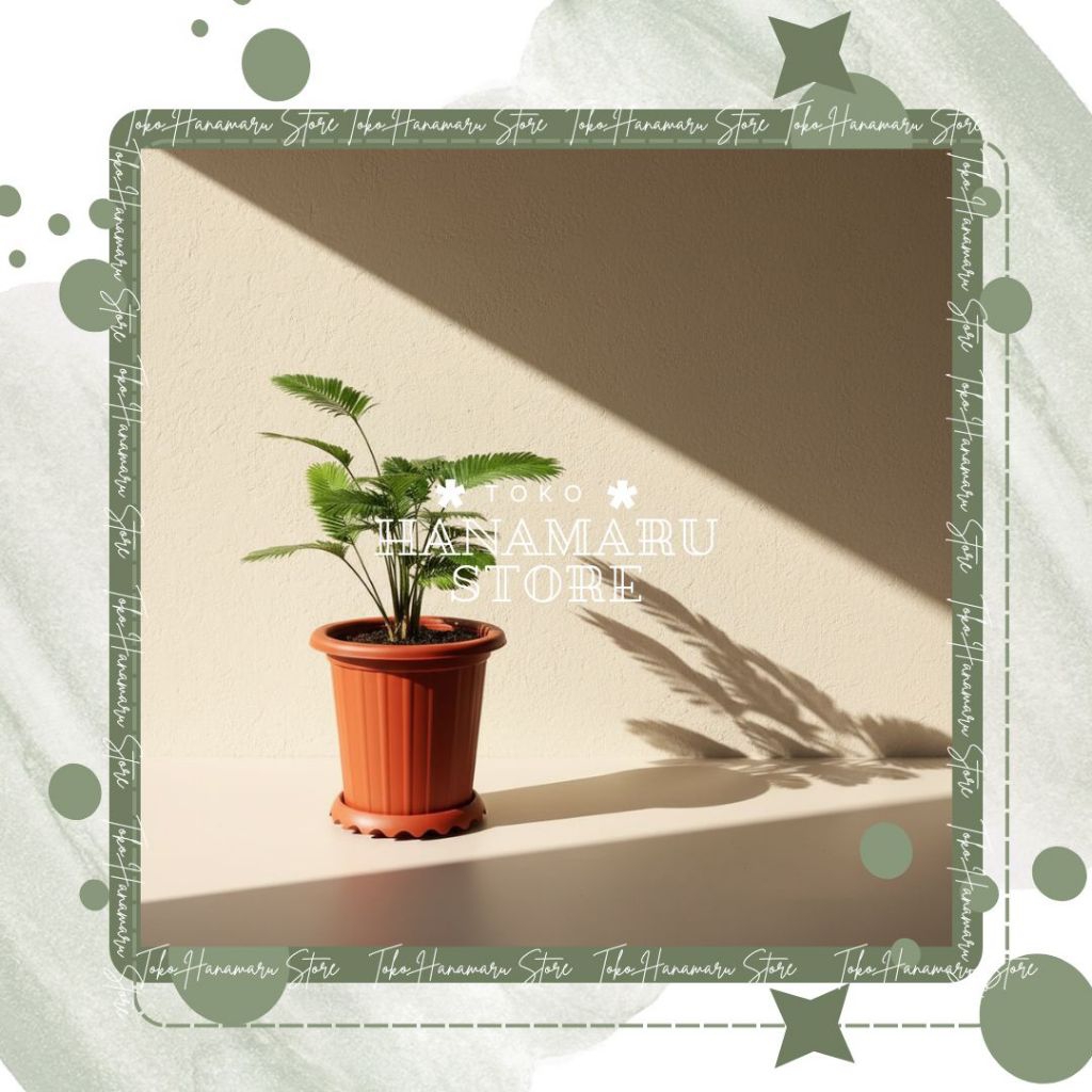 Palem Paris Mini / Tanaman Palem Beli 5 Gratis 5