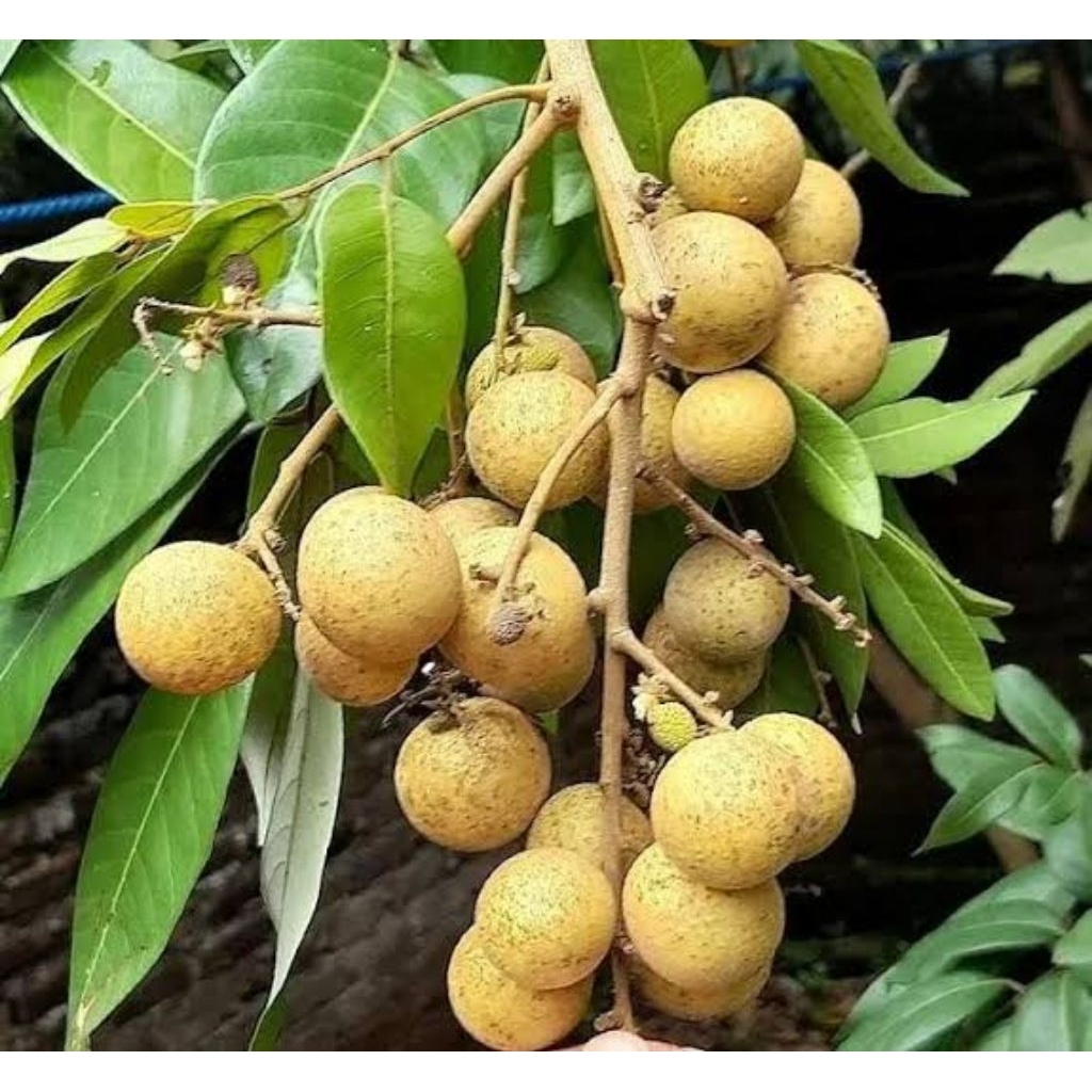 Indukan besar Kelengkeng matalada
