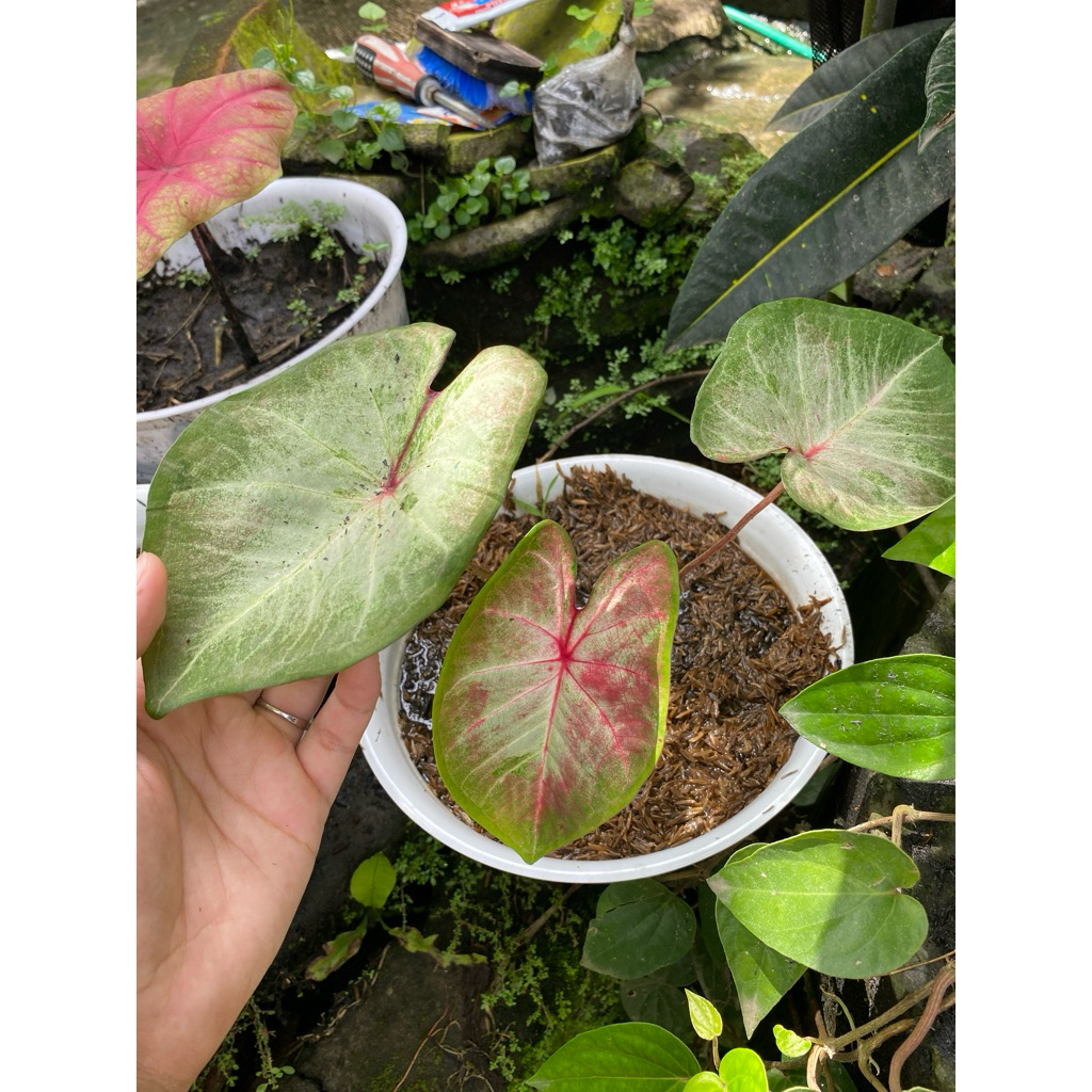 Tanaman Hias keladi hybrid