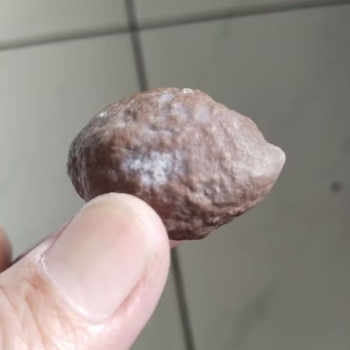 Kemiri adu Muncang adu Jayanti Predator Ori Tua Jatuhan