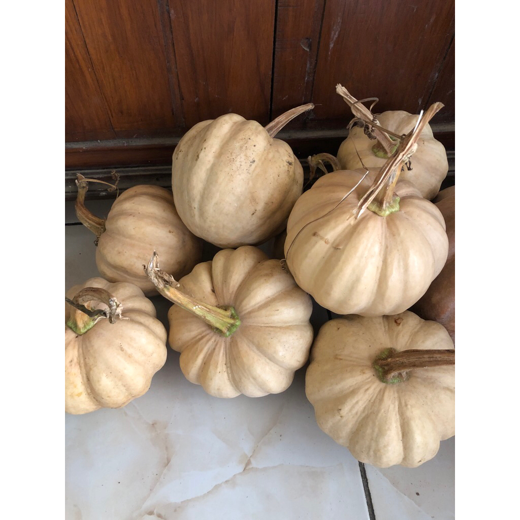 labu madu