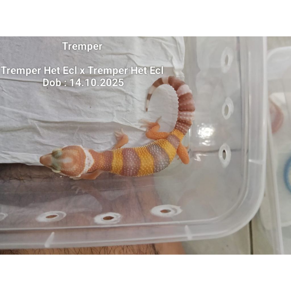 Mainan Baby Leopard gecko