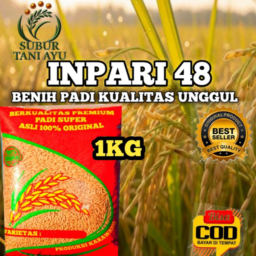 BENIH PADI INPARI 48 UNGGUL BERKUALITAS KEMASAN 1KG