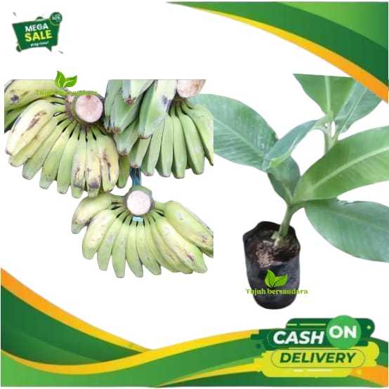 Bibit pisang kepok putih asli