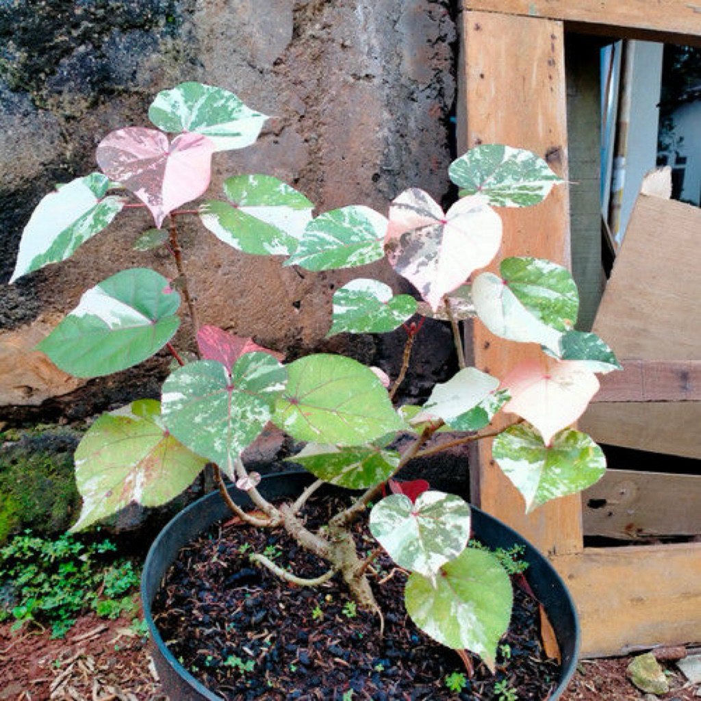 BAHAN BONSAI WARU VARIGATA