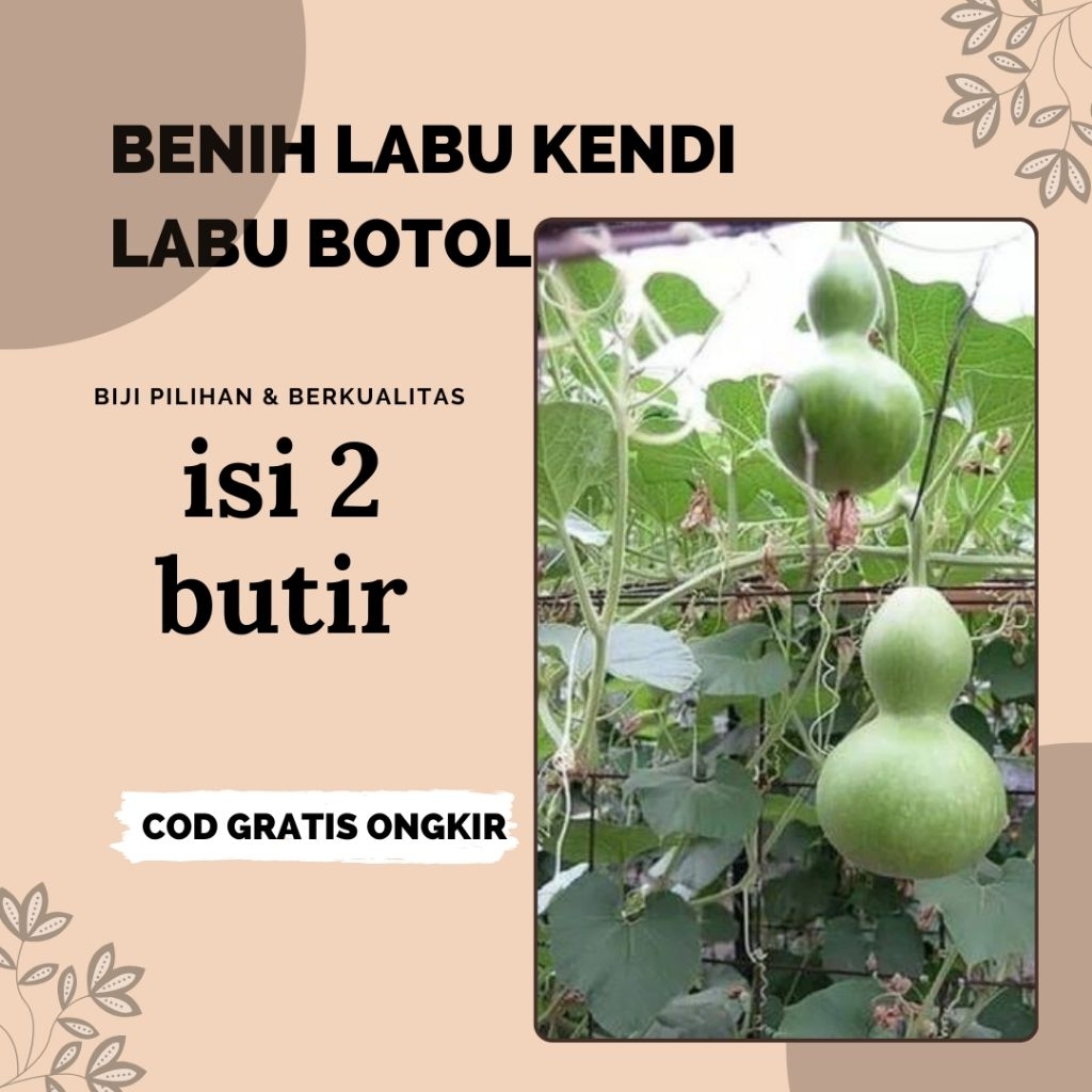 2 butir biji benih labu kendi.labu botol