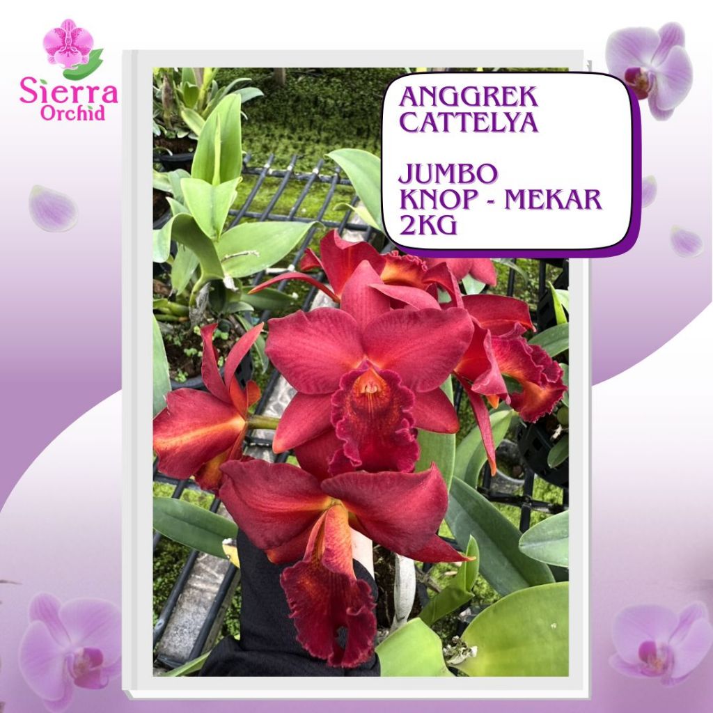 ANGGREK CATTLEYA JUMBO KNOP-MEKAR (2 KG)