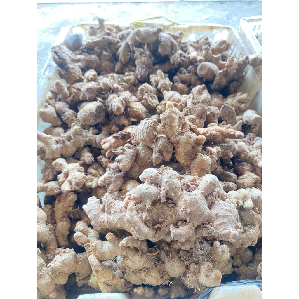 jahe emprit //minuman rimpang